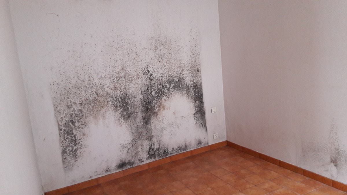 Moisissures - Expertise humidité à Auch